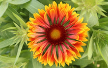 Load image into Gallery viewer, Gaillardia 'SpinTop™ Copper Sun'