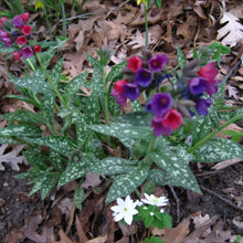 Load image into Gallery viewer, Pulmonaria 'Raspberry Splash'