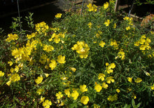 Load image into Gallery viewer, Oenothera fruticosa (Evening Primrose)