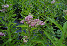 Load image into Gallery viewer, Asclepias incarnata