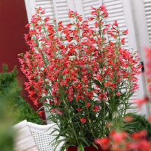 Load image into Gallery viewer, Penstemon 'Pristine Scarlet'