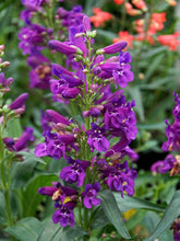 Load image into Gallery viewer, Penstemon 'Pristine Lilac Purple'