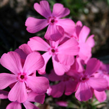 Load image into Gallery viewer, Phlox 'Spring Dark Pink'