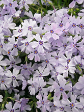 Load image into Gallery viewer, Phlox 'Spring Blue'