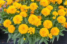 Load image into Gallery viewer, Coreopsis 'Solanna™ Golden Sphere'