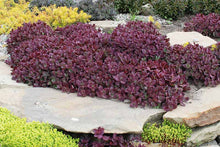 Load image into Gallery viewer, Sedum SunSparkler® 'Firecracker'