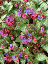 Load image into Gallery viewer, Pulmonaria 'Dark Vader'