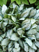 Load image into Gallery viewer, Pulmonaria 'Moonshine'