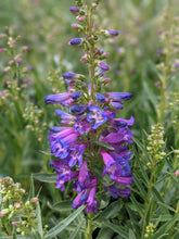 Load image into Gallery viewer, Penstemon 'Pristine Blue'
