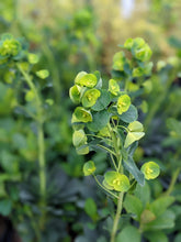 Load image into Gallery viewer, Euphorbia 'Robbiae'