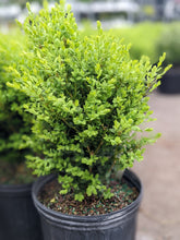 Load image into Gallery viewer, Boxwood 'Green Mountain'