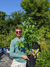 Load image into Gallery viewer, Kousa Flowering Dogwood
