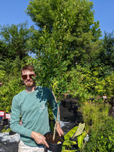 Load image into Gallery viewer, Myrica pensylvanica (Northern Bayberry)