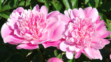 Load image into Gallery viewer, Peony 'Heidi'