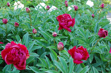 Load image into Gallery viewer, Peony 'Inspecteur Lavergne'