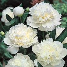 Load image into Gallery viewer, Peony 'Alba Plena'