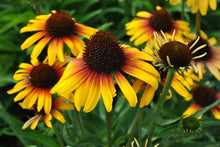 Load image into Gallery viewer, Echinacea 'Parrot'