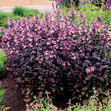 Load image into Gallery viewer, Penstemon 'Dakota Burgundy'