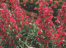 Load image into Gallery viewer, Penstemon 'Pristine Deep Rose'