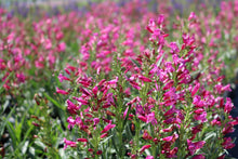 Load image into Gallery viewer, Penstemon 'Pristine Deep Rose'