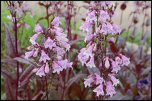 Load image into Gallery viewer, Penstemon 'Pocahontas'