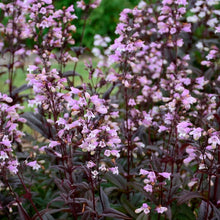 Load image into Gallery viewer, Penstemon 'Blackbeard'