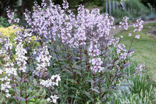 Load image into Gallery viewer, Penstemon 'Pocahontas'