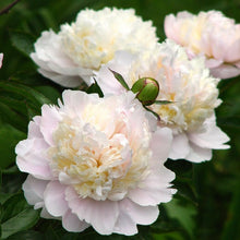 Load image into Gallery viewer, Peony 'Shirley Temple'