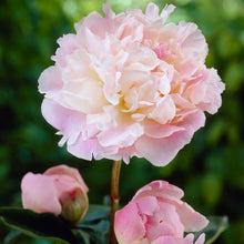 Load image into Gallery viewer, Peony 'Lady Alexandra Duff'