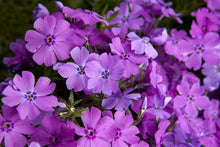 Load image into Gallery viewer, Phlox 'Spring Purple'