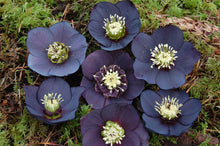 Load image into Gallery viewer, Helleborus 'Black Diamond'