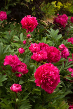 Load image into Gallery viewer, Peony 'Karl Rosenfield'
