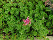 Load image into Gallery viewer, Sedum 'John Creech'