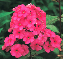 Load image into Gallery viewer, Phlox 'Starfire'