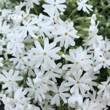 Load image into Gallery viewer, Phlox 'Snowflake'