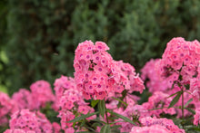 Load image into Gallery viewer, Phlox 'Coral Creme Drop'