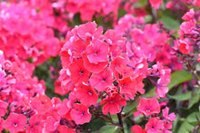Load image into Gallery viewer, Phlox 'Starfire'