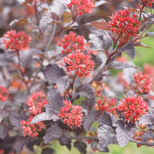 Load image into Gallery viewer, Ninebark 'Ginger Wine'