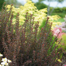 Load image into Gallery viewer, Ninebark 'Ginger Wine'
