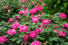 Load image into Gallery viewer, Rose - Pink Double Knock Out®