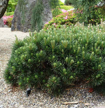 Load image into Gallery viewer, Mugo Pine