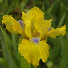 Load image into Gallery viewer, German Iris 'Prank'