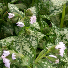 Load image into Gallery viewer, Pulmonaria 'Moonshine'