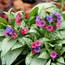 Load image into Gallery viewer, Pulmonaria 'Silver Bouquet'
