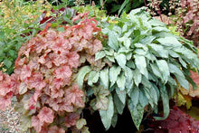 Load image into Gallery viewer, Pulmonaria 'Silver Bouquet'