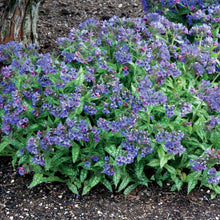 Load image into Gallery viewer, Pulmonaria 'Trevi Fountain'