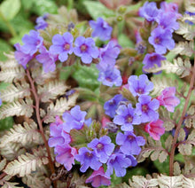 Load image into Gallery viewer, Pulmonaria 'Trevi Fountain'