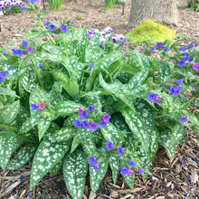 Load image into Gallery viewer, Pulmonaria 'Trevi Fountain'
