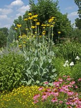 Load image into Gallery viewer, Rudbeckia maxima