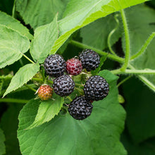 Load image into Gallery viewer, Black Raspberry Munger